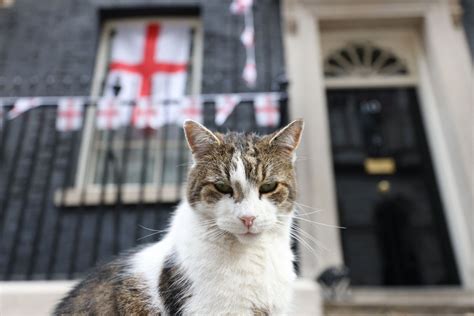 Larry the Cat ‘happy and healthy’ says Downing Street after reports he ...