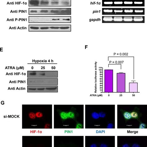 Pin Silencing Reduces The Protein Levels Of Vegf A A The Hct