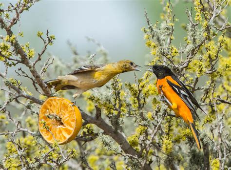 Baltimore Oriole | Audubon Field Guide