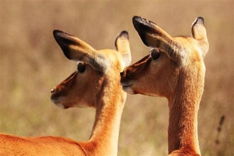 Tour 5 Días De Safari De Vida Silvestre En Kenia Visita Kenia