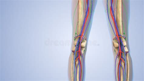 Human Anatomy For The Circulatory Skeletal And Lymphatic Systems