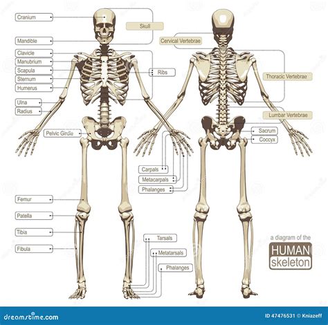 Skeleton Anatomy Diagram