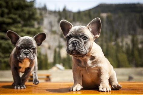 French Bulldog Barking How To Stop French Bullbogs Barking