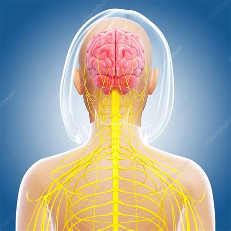 Female Nervous System Artwork Stock Image F006 1972 Science Photo Library