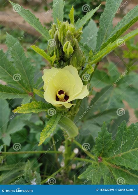 Beautiful Okra Plant Flower with Okra Stock Image - Image of healthy, flower: 156529895