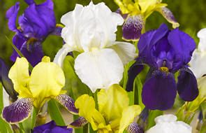 Iris Vivaces Acheter Bulbes Directement De Hollande Dutch Bulbs