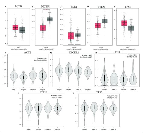 The Mrna Expression And The Stage Specific Expression Analysis