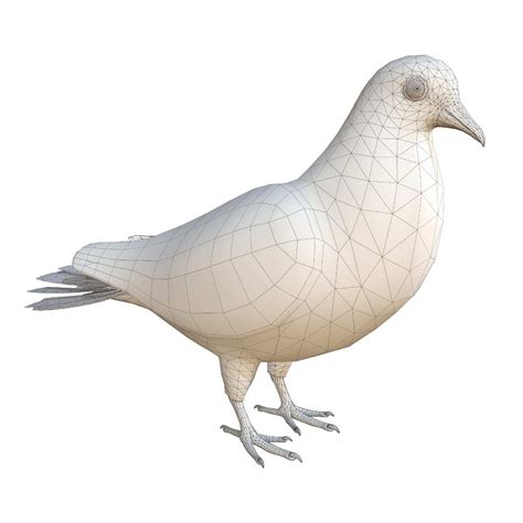 Pigeon 3d Model Rigged And Low Poly Game Ready Team 3d Yard