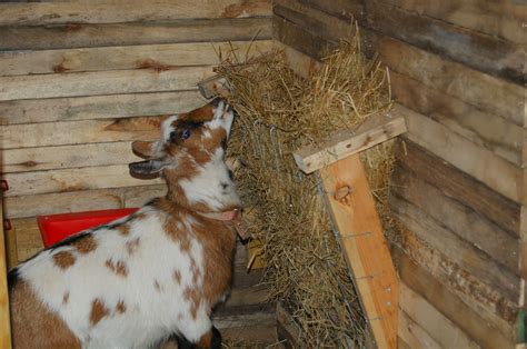 Our Little Backyard Farm: Pallet Goat Shed