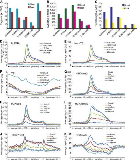 Genome Wide And Genic Distribution Patterns Of Epigenetic Modifications