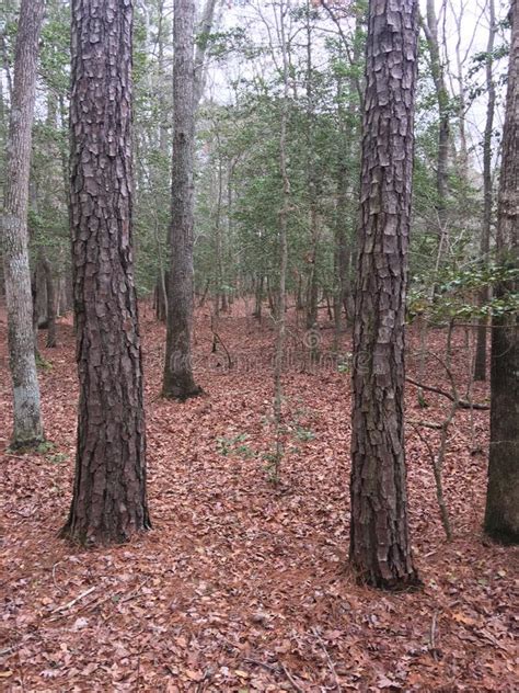 Delmarva Peninsula Fox Squirrel Stock Image - Image of beasts ...