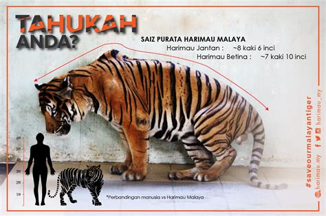 Fakta Menarik Tentang Harimau Malaya Harimau My