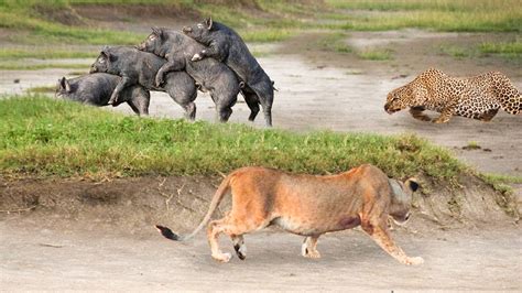 Mother Warthog Fearlessly Defends Offspring From Lion And Leopard Catch