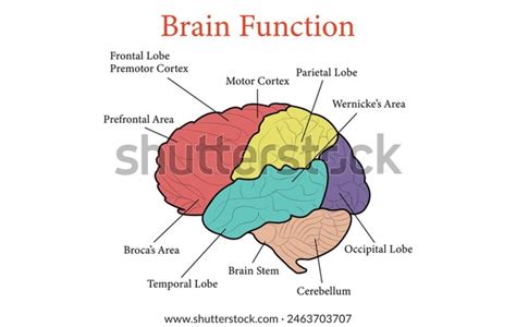 Human Brain Function Anatomy Cell Vector Stock Vector (Royalty Free ...