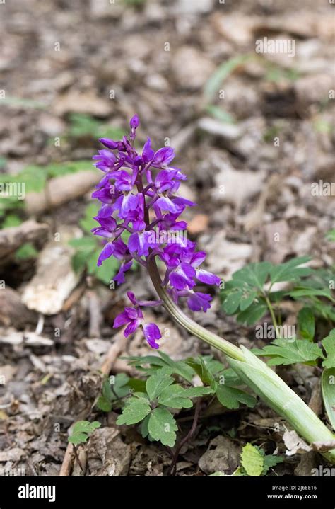 An Early Purple Orchid Orchis Mascula In A Woodland In Kent Stock