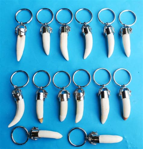 Large Alligator Tooth Key Chain Key Rings With 1 12 To 1 78 Inches Tooth