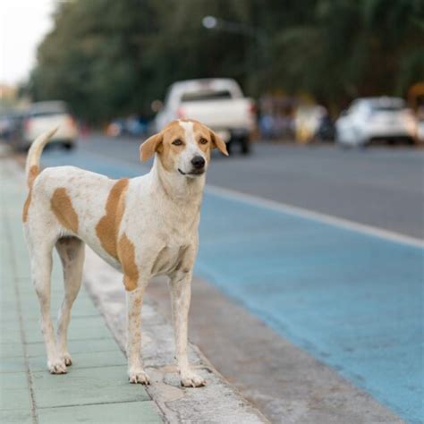 Aumento do abandono de animais em Chapecó fvcomunica