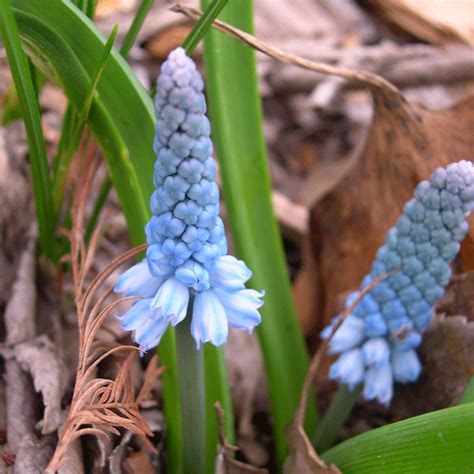 Muscari azureum: William's Featured Family: Hyacinthaceae