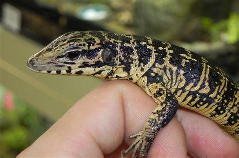 Gold Tegu Facts Size Habitat Lifespan Diet With Pictures