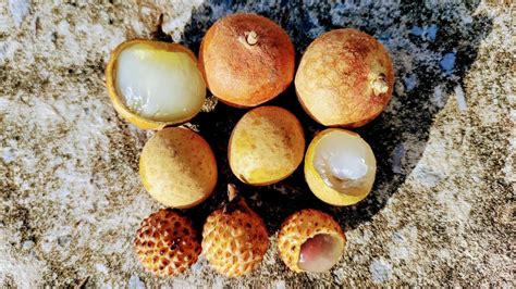 Pingpong Longan Dimocarpus Longan Thai Longan Borneo Longan Dl Ssp