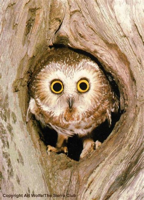 Owl Peeking Out Of Tree Baby Barn Owl Owls Drawing Owl