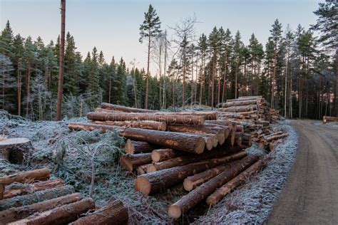 Heap Of Tree Trunks Logs Felled And Forest Trees Behind In A Swedish