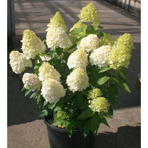 Hydrangea Paniculata Magical® Sweet Summer La Regina Service