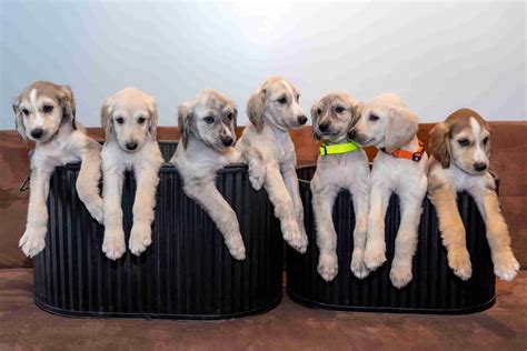 Afghan Hound Puppies For Sale