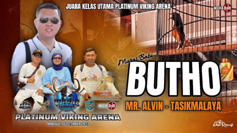 MB BUTHO DOUBLE WINNER AT VIKING ARENA MR ALVIN TASIKMALAYA