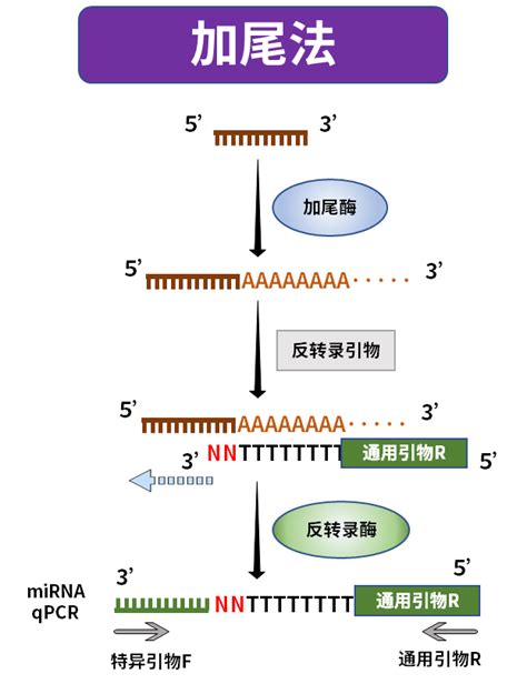 常见非编码RNA如何进行反转录