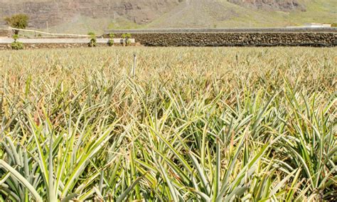 Canary Islands Tropical Pineapple Producers From El Hierro Train On