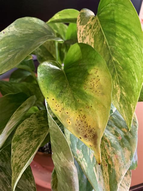 What To Do If The Indoor Plant Leaves Turn Yellow Go Get Yourself