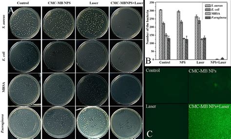 Antibacterial Properties Of Cmc Mb Nps Against S Aureus E Coli Mrsa