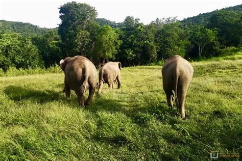 Koh Samui Elephant Sanctaury trips, Day tour, - Samui Trips