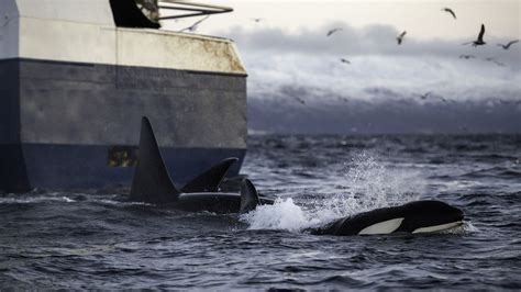 Orcas are learning terrifying new behaviors. Are they getting smarter ...