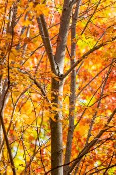 Kostenlose Hintergrundbilder Herbst Blatt Branch Baum