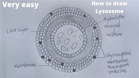 Cell Structure Diagram Lysosome Lysosomes Diagram Labeled