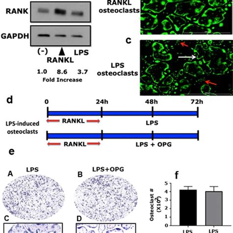 Lps Induces Osteoclast Differentiation In Rankl Primed Cells A The