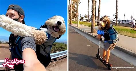 Un Dr Le De Chien Mignon Qui Adore Faire Du Jet Ski Et De Le