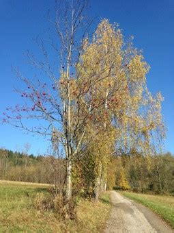 Gratis Billeder Landskab Tr Afdeling Blomst Eng Blad Birk