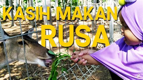 Serunya Ngasih Makan Rusa Ratusan Ikan Kayla S Vlog Youtube