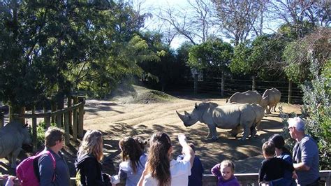 Hamilton Zoo Hits Half Century On Good Friday Nz Herald