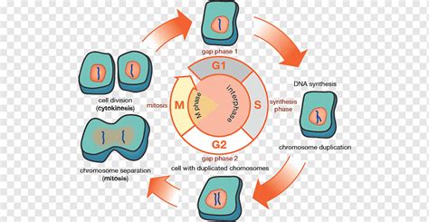 Fase G1 Fase G2 Ciclo Celular Interfase De Mitosis Catálogo De