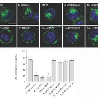 Endocytosis Of Fc R In U Cells A U Cells That Grew On