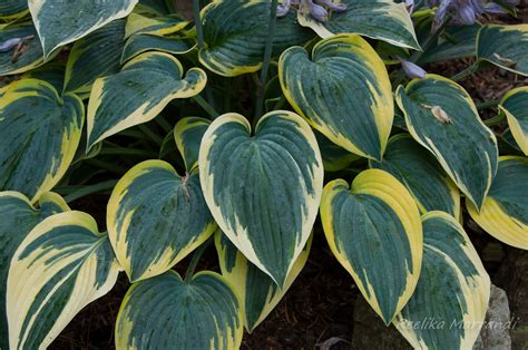 hosta `First Frost` | Eliseaed | E-Pood