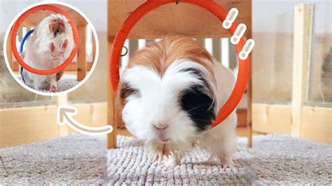 My Guinea Pigs Are Jumping Through Hoops Youtube