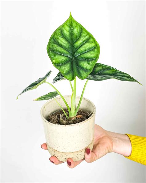 Alocasia 'Dragon Scale' (S) - Džungla Plants