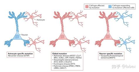 星形胶质细胞在神经退行性疾病的功能障碍风险和进展中的作用 知乎