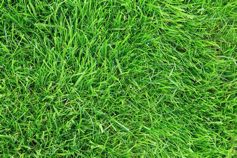 Looking Down On Fresh Green Lawn Grass By Kathy Collins