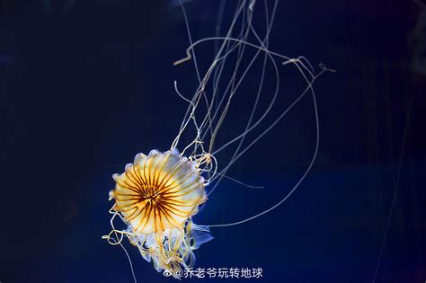 水母（英文名称：jelly Fish），是水生环境中重要的浮游生物